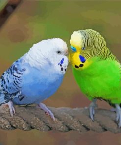 Two Budgies In Love Paint By Numbers