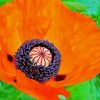 Aesthetic Orange Poppy Paint By Numbers