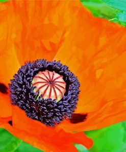 Aesthetic Orange Poppy Paint By Numbers