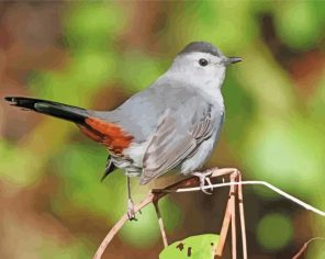 Catbird Bird Paint By Number