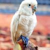 Cute Goffins Cockatoo Paint By Numbers