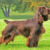 Field Spaniel Dog Paint By Numbers