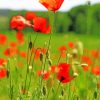 Poppy Field Of Wild Flowers Paint By Numbers