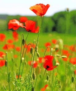 Poppy Field Of Wild Flowers Paint By Numbers