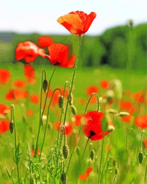 Poppy Field Of Wild Flowers Paint By Numbers