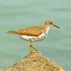 Sandpiper Bird Paint By Numbers