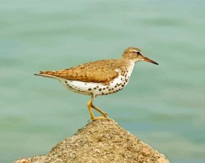 Sandpiper Bird Paint By Numbers