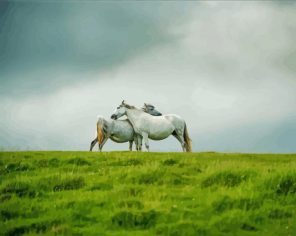 Wild Grey Horse Couple Paint By Numbers