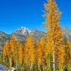 Yellow Larch Paint By Numbers