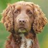 Sprocker Spaniel Paint By Numbers