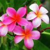 Plumeria Hawaiian Flower paint by numbers