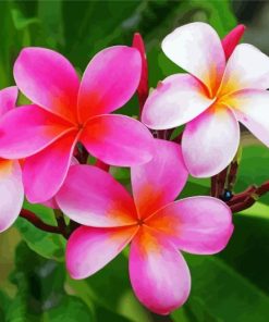 Plumeria Hawaiian Flower paint by numbers