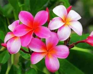 Plumeria Hawaiian Flower paint by numbers