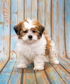 Shihpoo Dog Animal paint by numbers